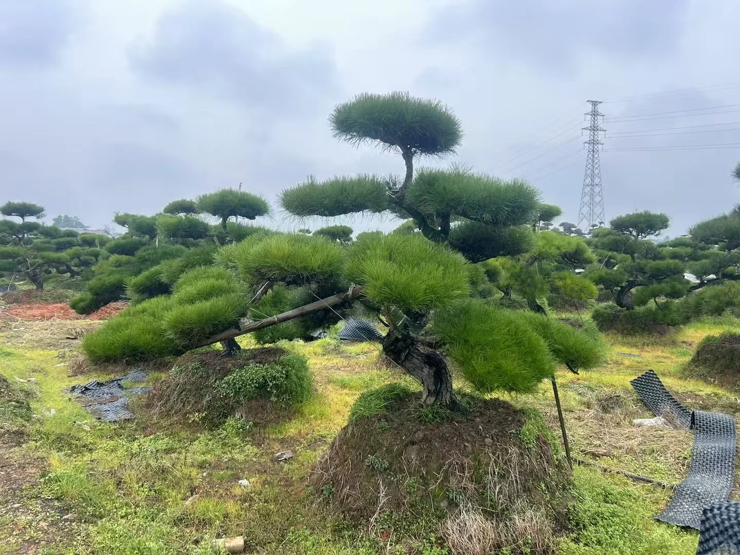 这种景观苗木，越种越值钱?