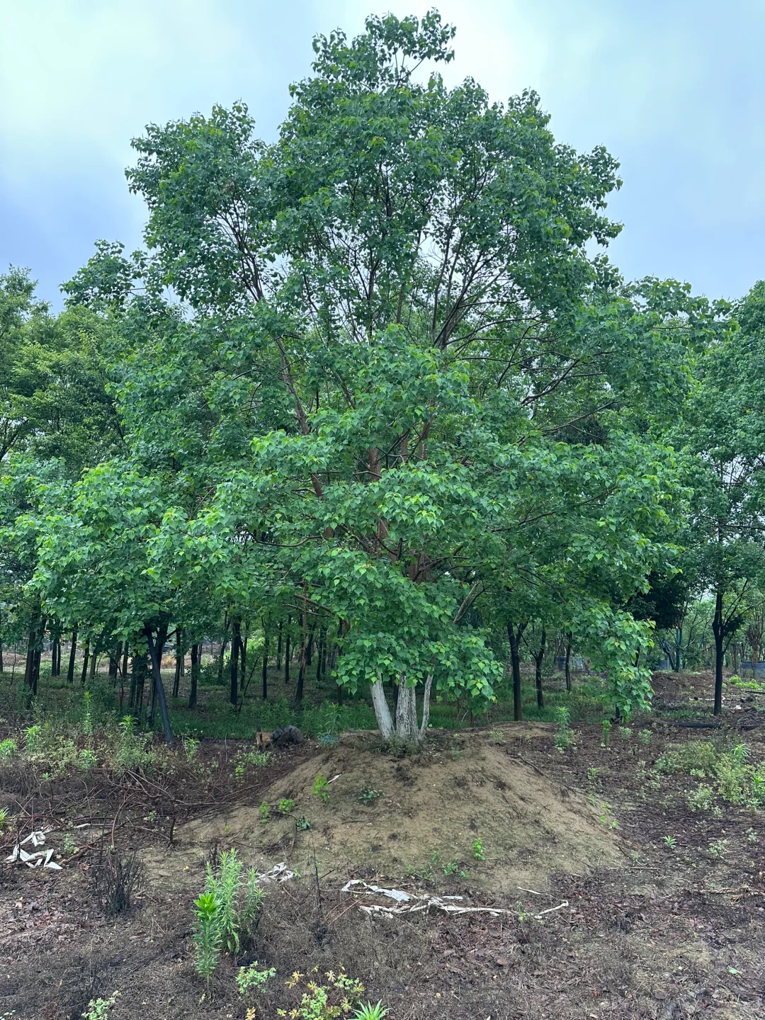 独本原生丛生乌桕秋季?与夏季?