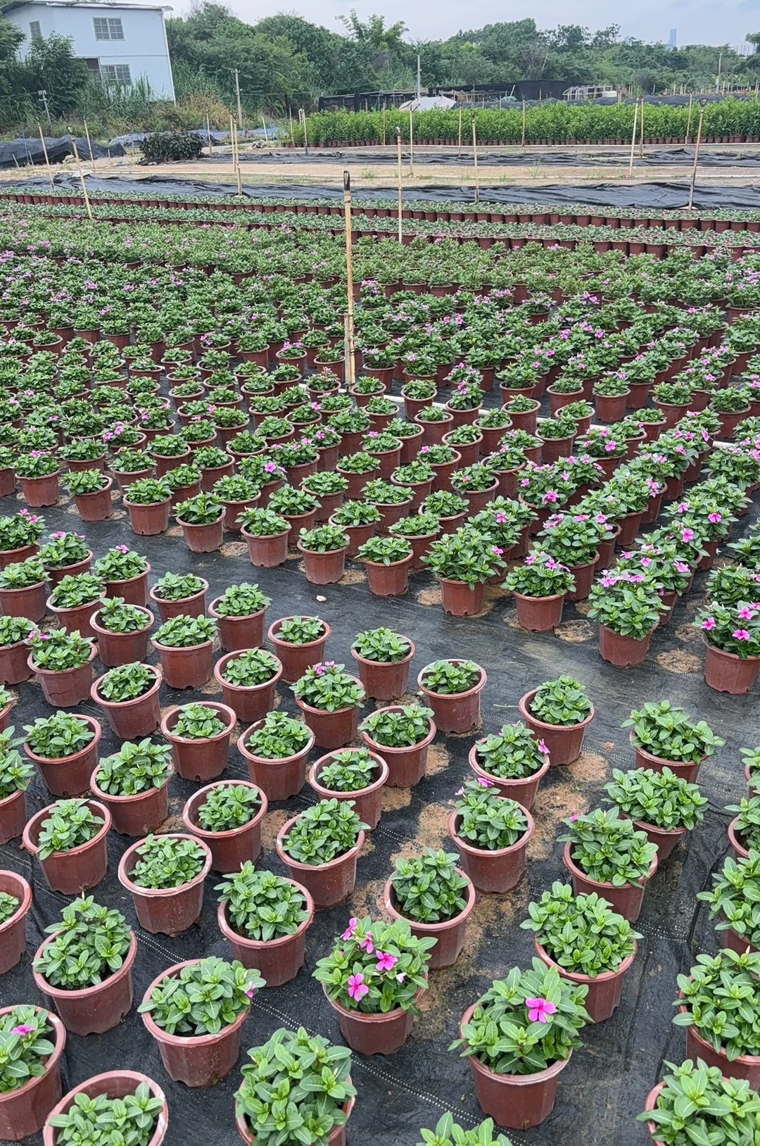 园林养护牛马日常