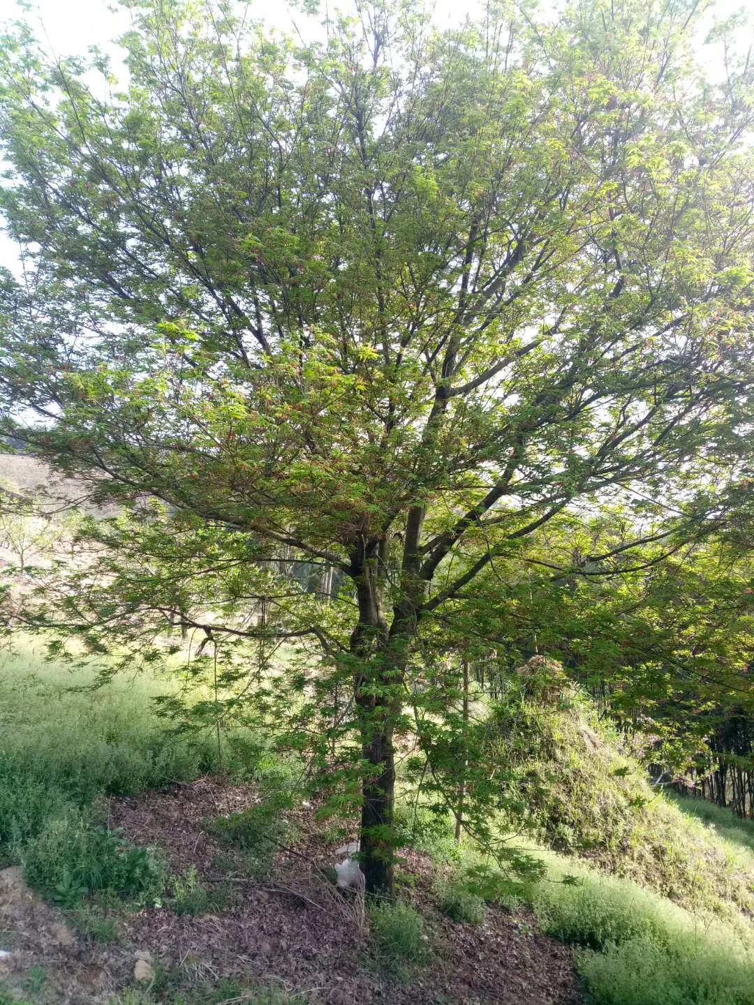 一园一树——鸡爪槭