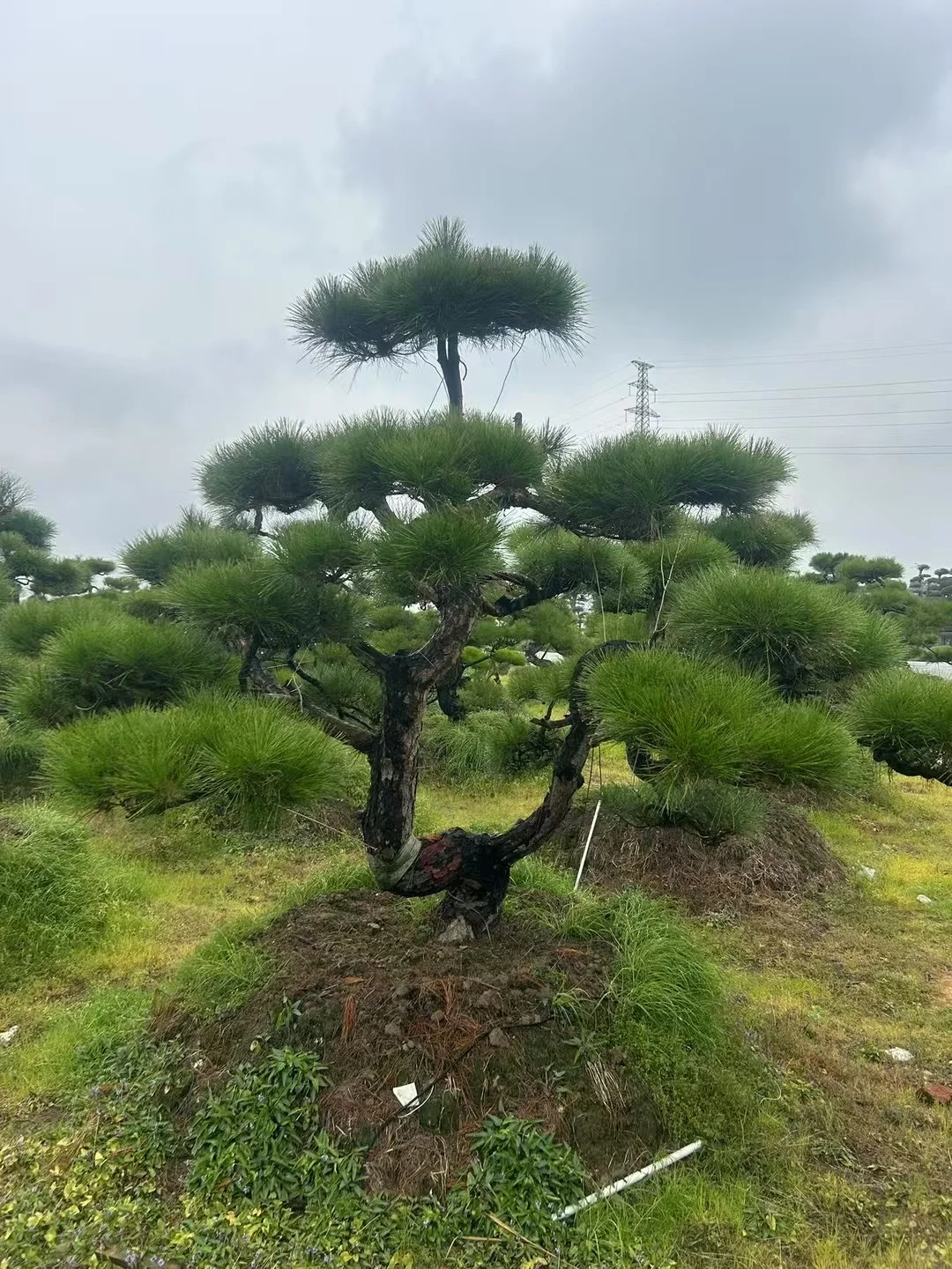 这种景观苗木，越种越值钱?