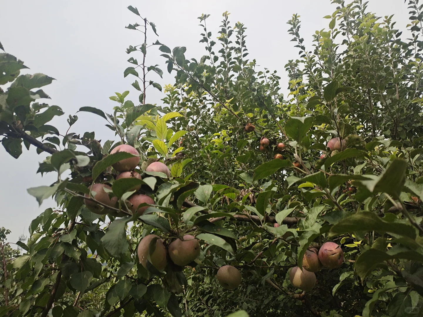 避雷!千万别在网上买树苗