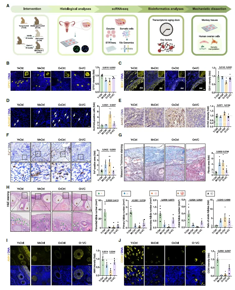便宜且有效！维生素c显著抗衰延缓卵巢衰老