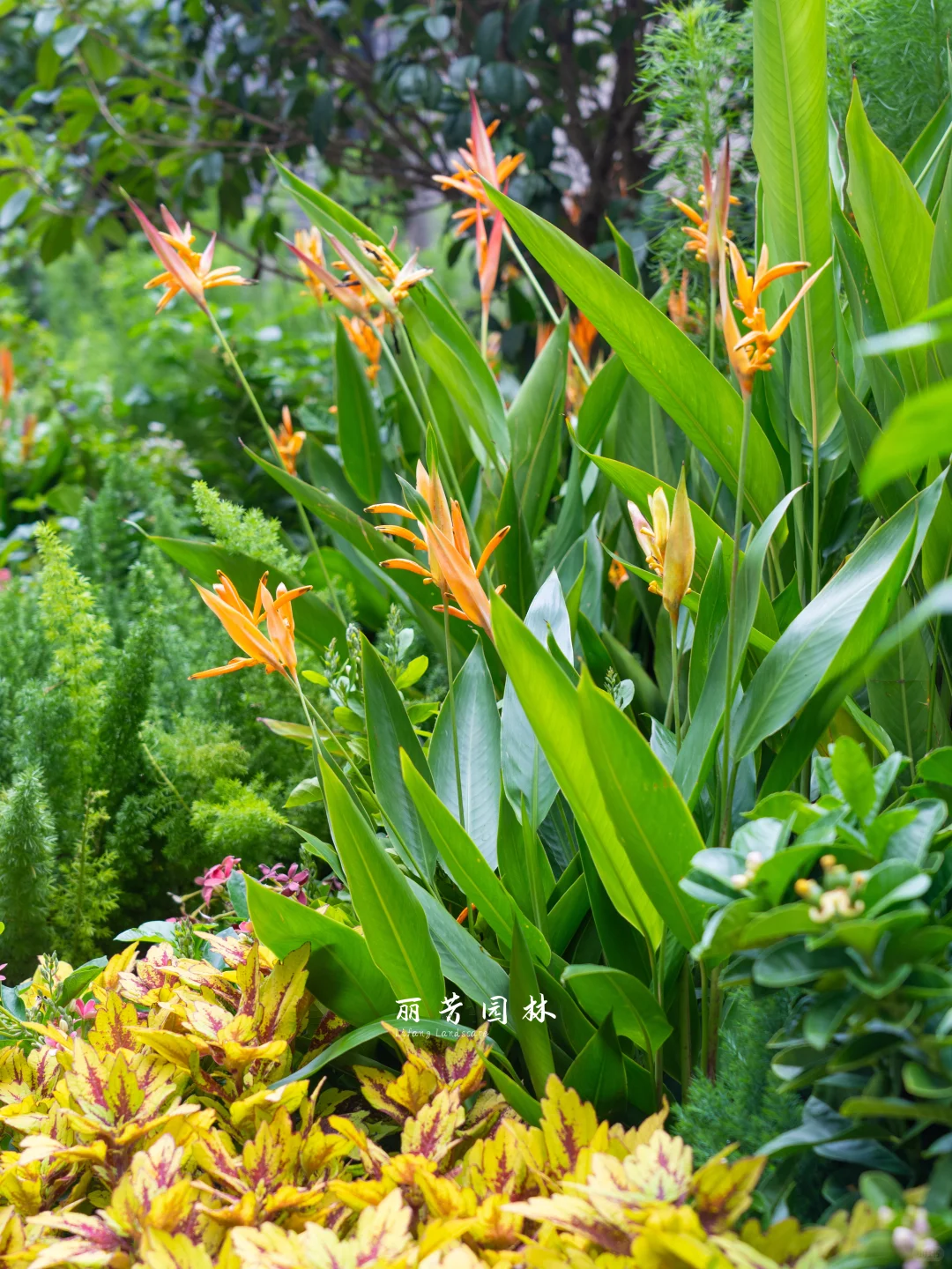 如何拥有层次丰富且易维护的长效花境景观?