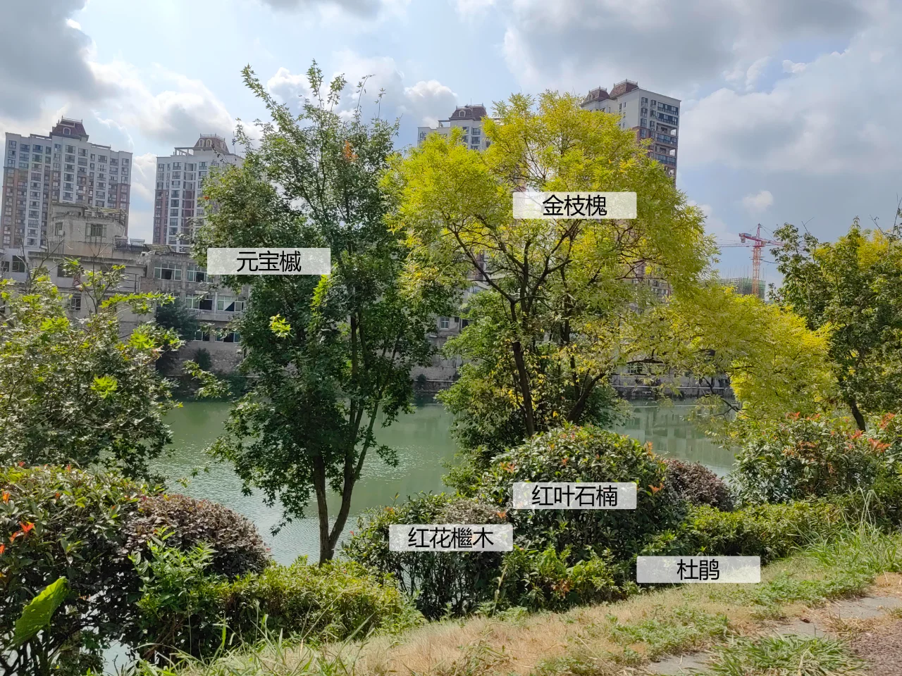 园林植物配置实景