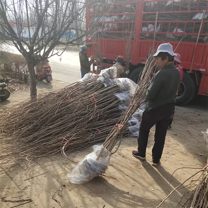 晚熟秋月梨树苗