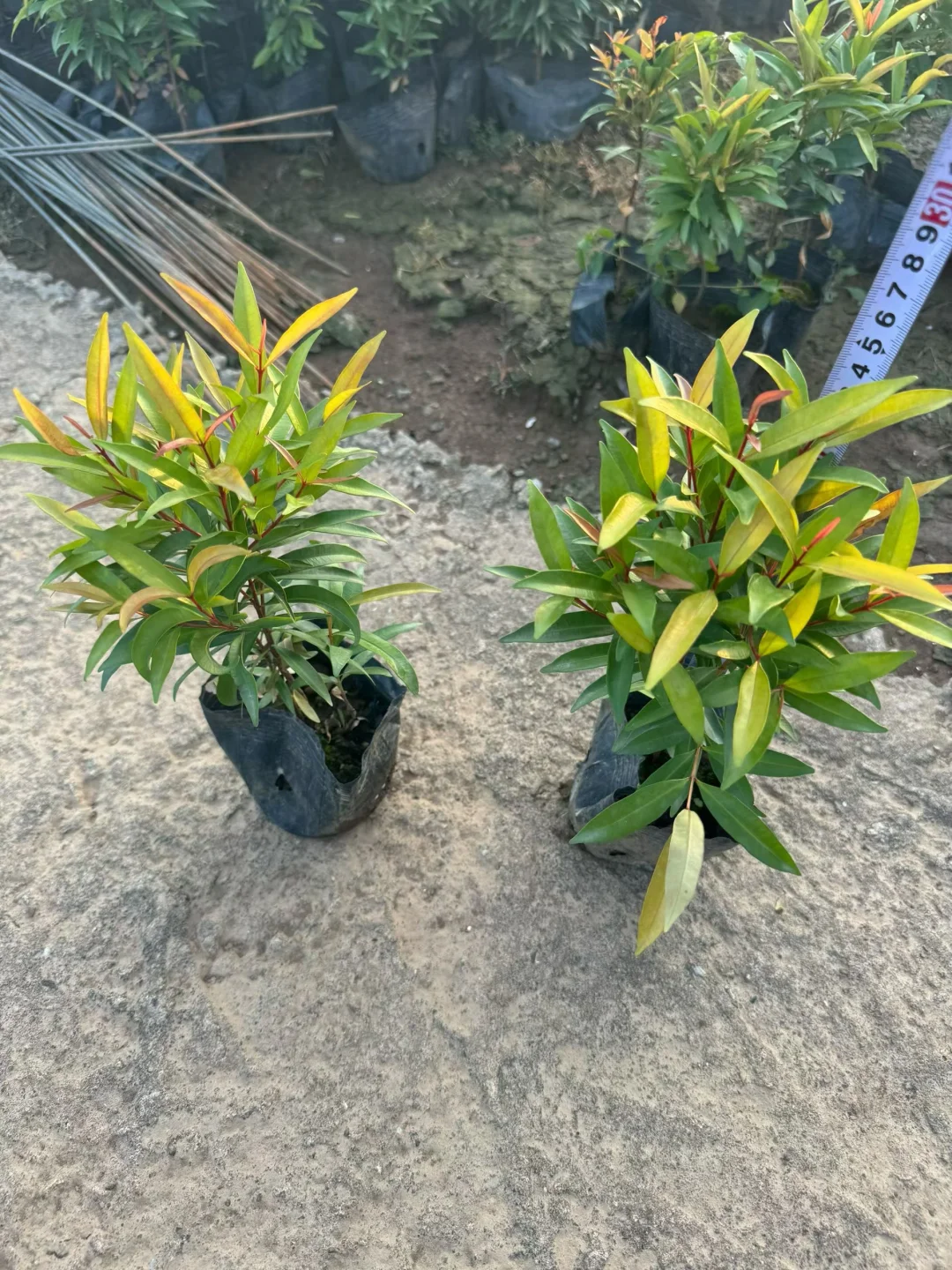 绿化苗木基地！