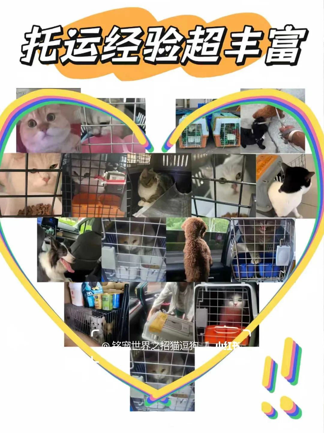 北京养宠人狂喜?挖到一家神仙犬舍!