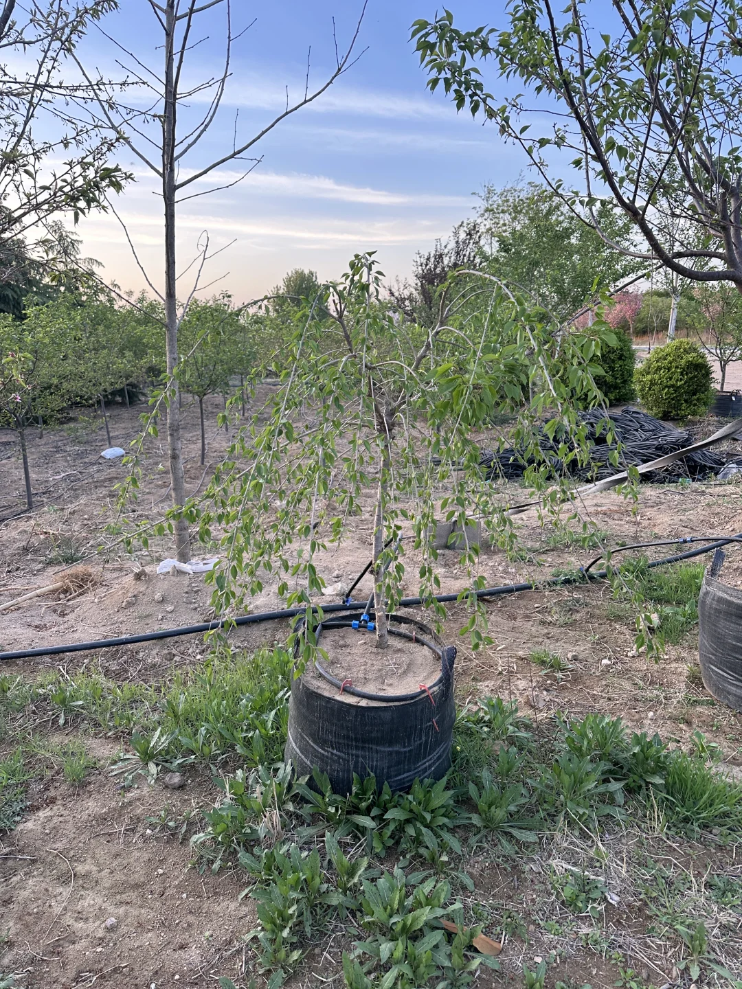 樱花盆景盆栽绿植花卉苗木种植