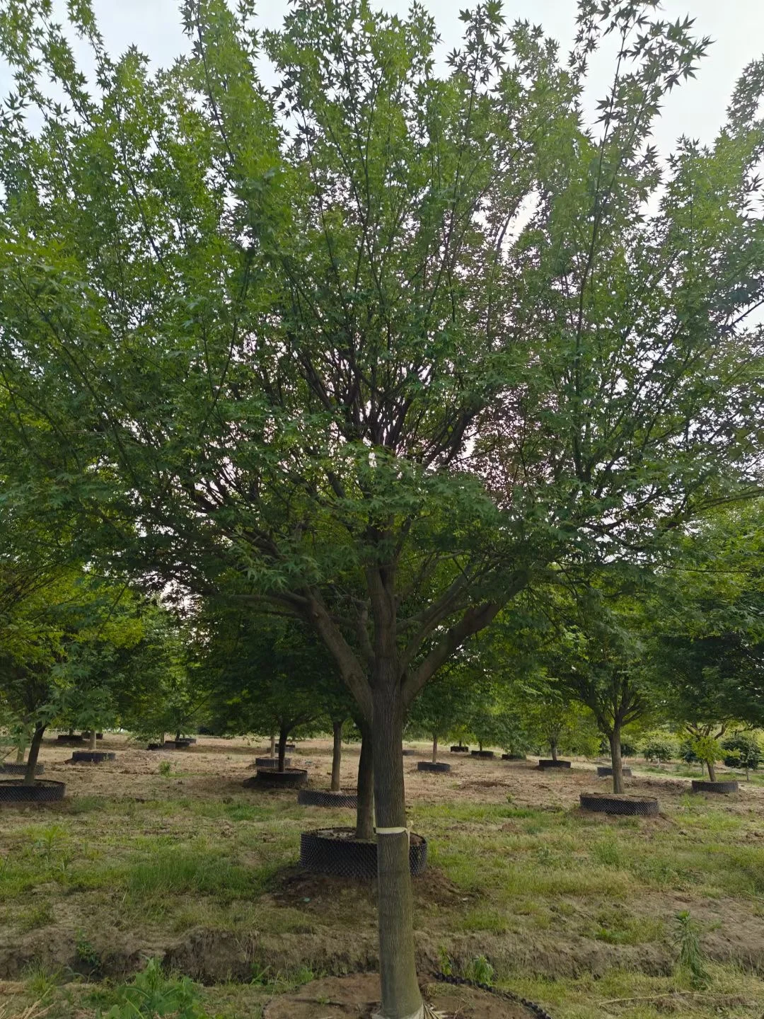 一园一树——鸡爪槭