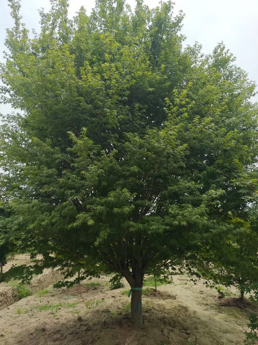 一园一树——鸡爪槭