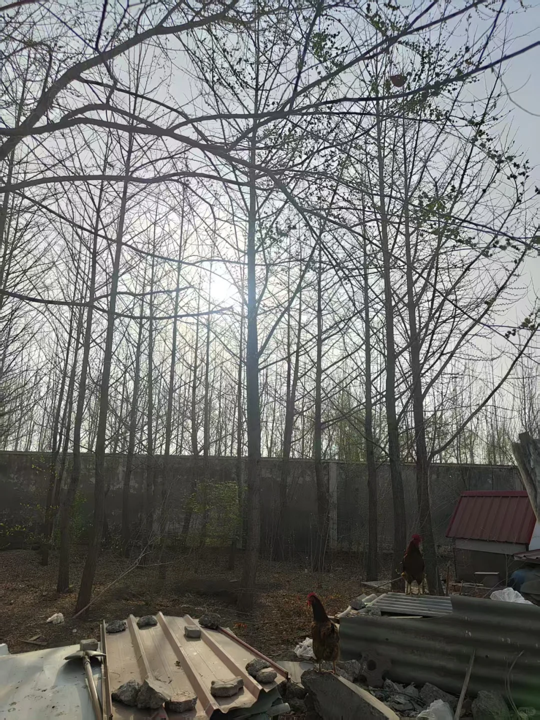 ?超值苗木清园|唐山丰南精品树木专场