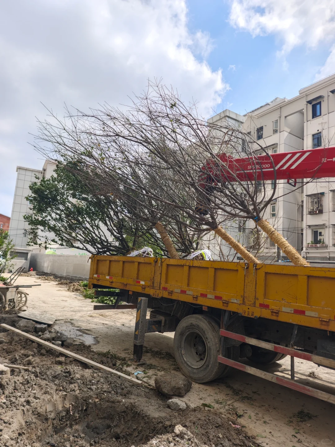 果树，乔灌木进场