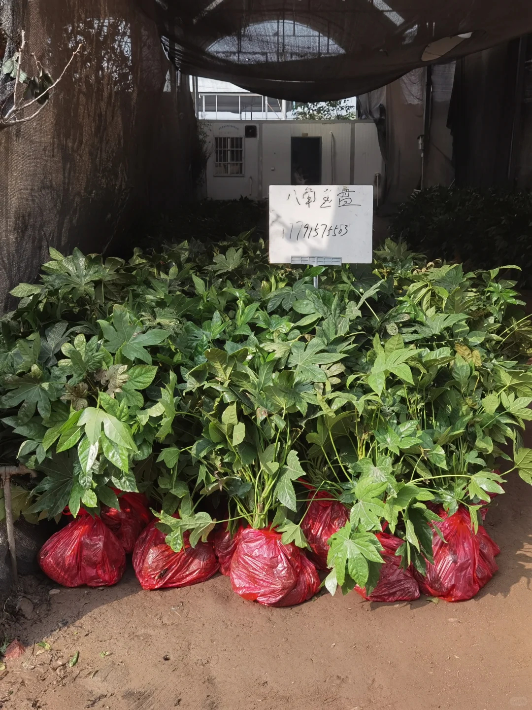 西部最大的苗木采购基地—裕盛苗木市场
