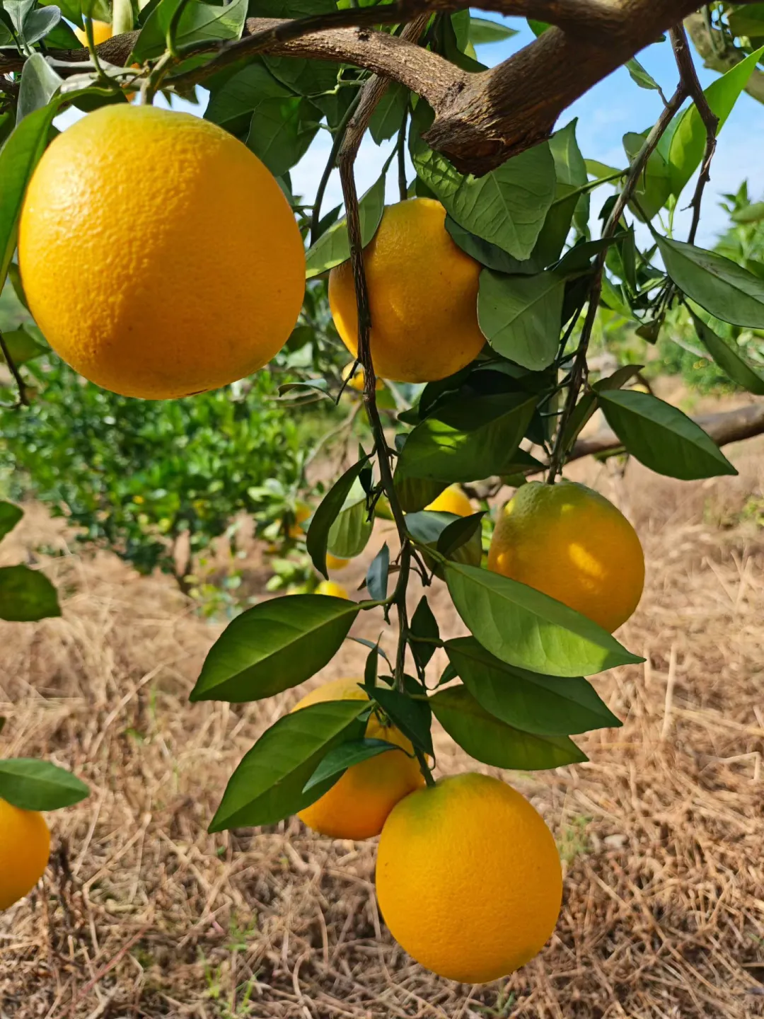 补充维生素C最快的方法？