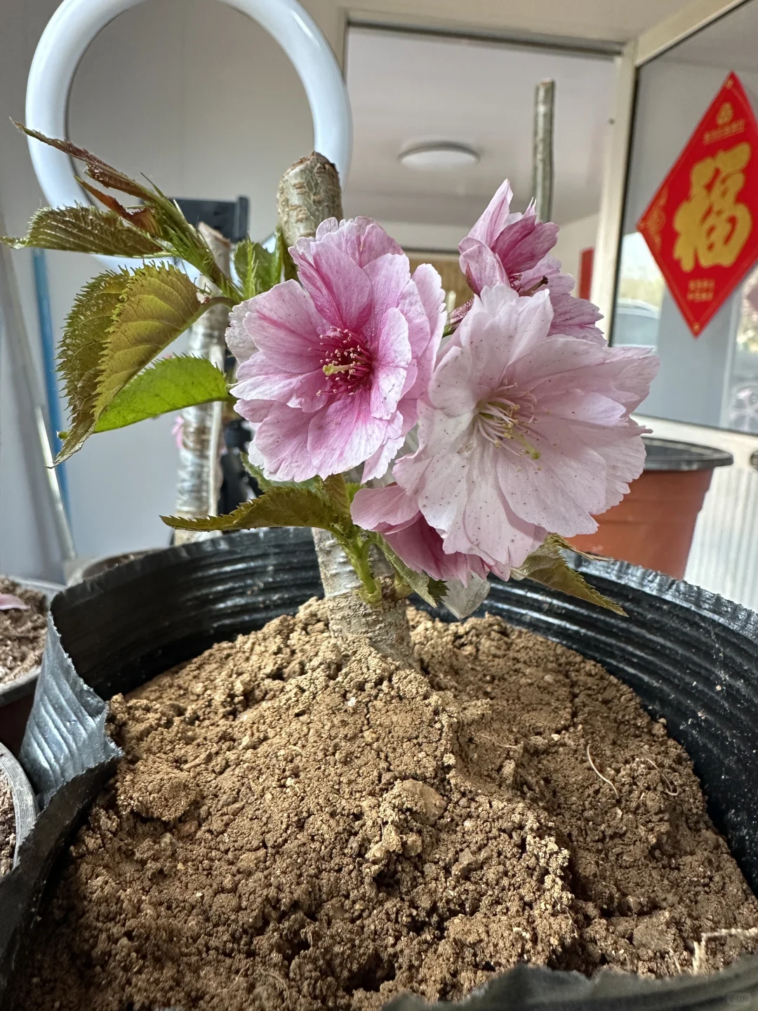 樱花盆景盆栽绿植花卉苗木种植