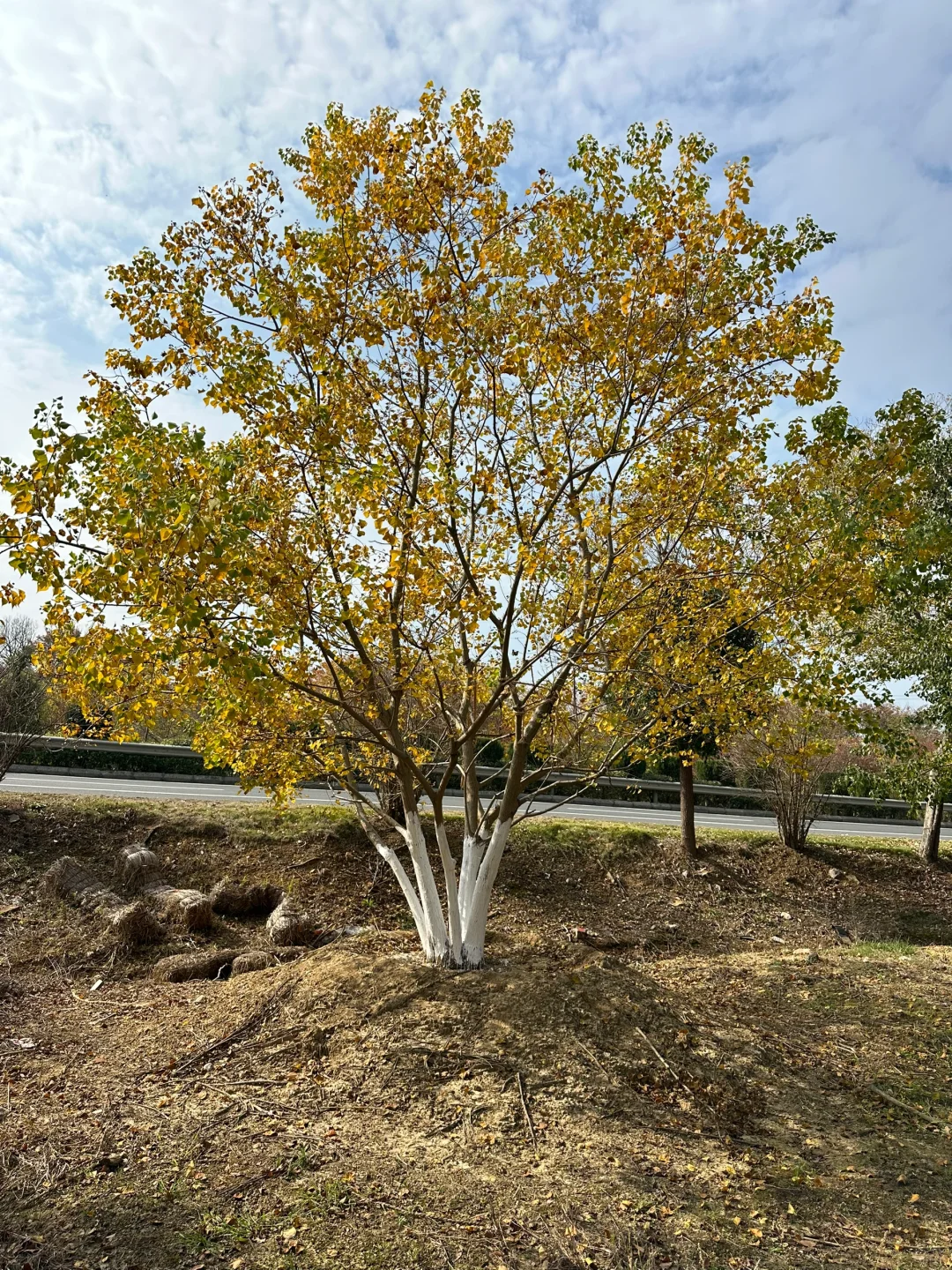 独本原生丛生乌桕秋季?与夏季?