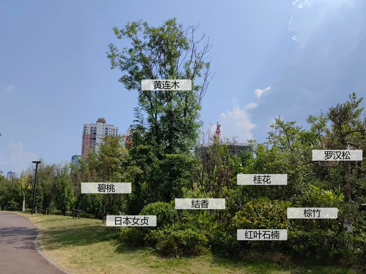 园林植物配置实景