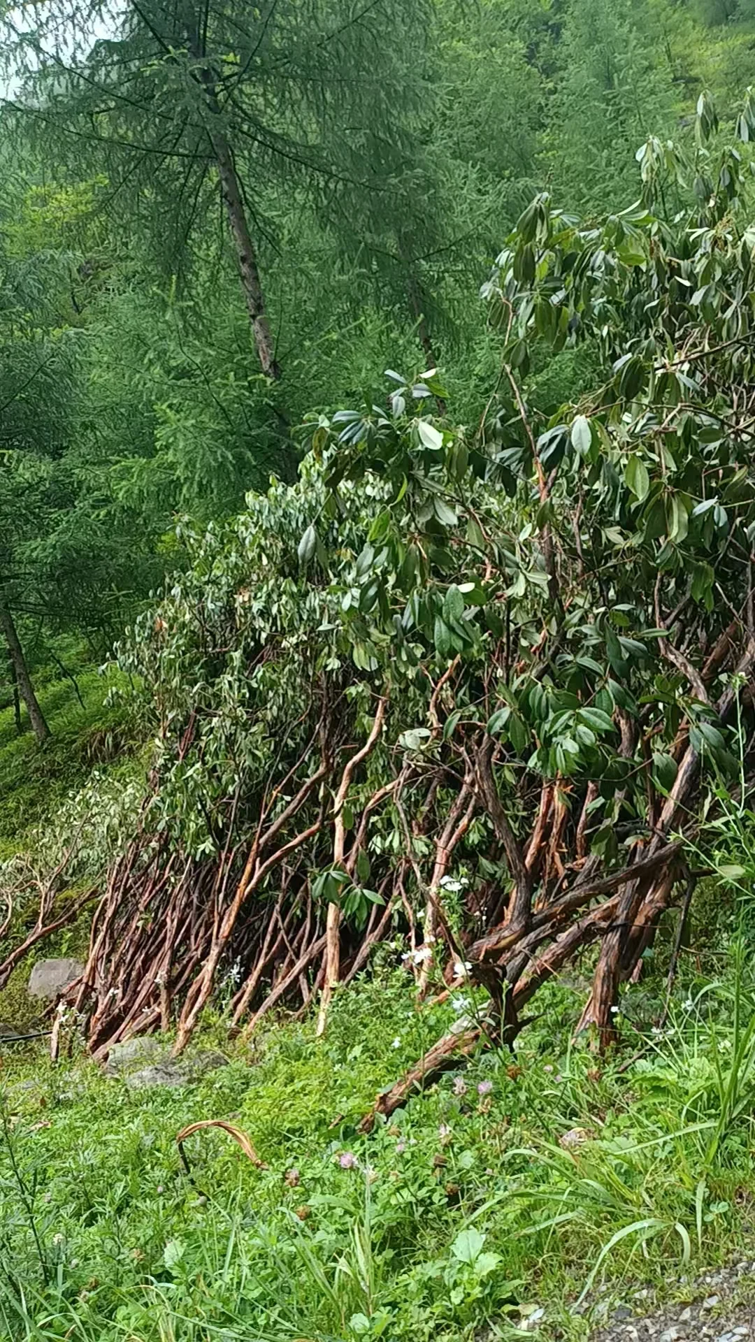 植物素材、马醉木枝材、仿