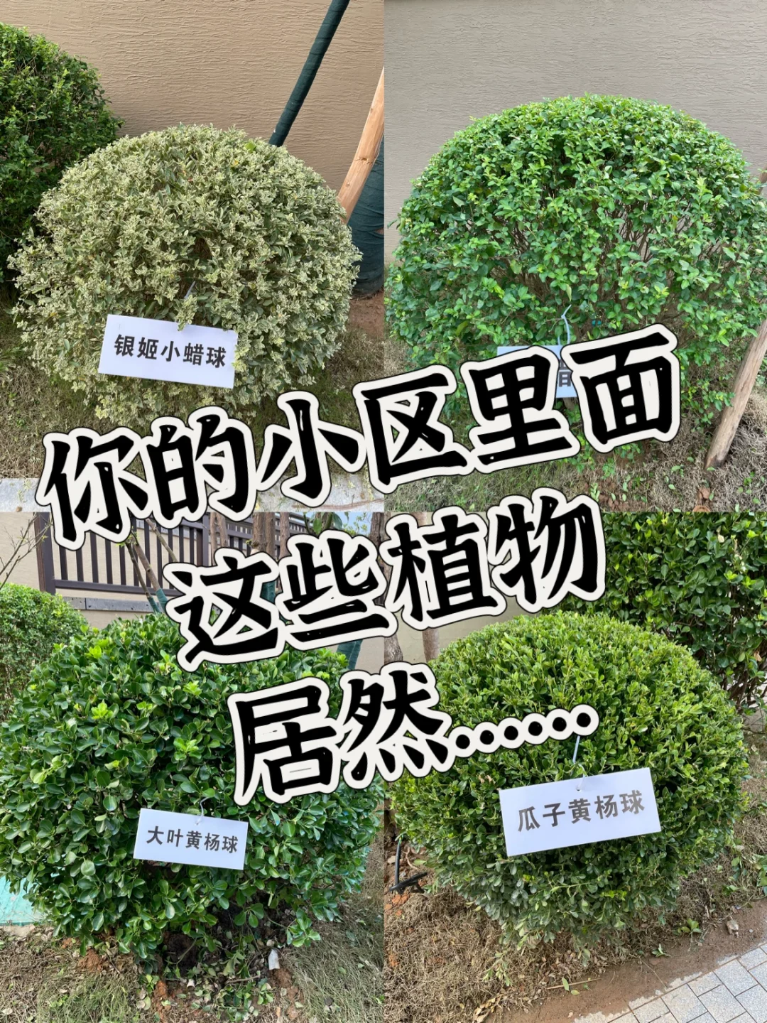 这是三年A班江直树?