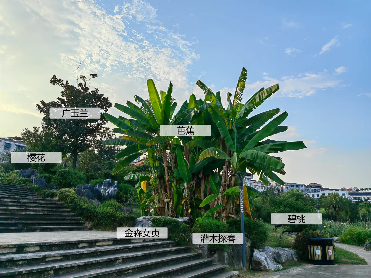 园林植物配置实景