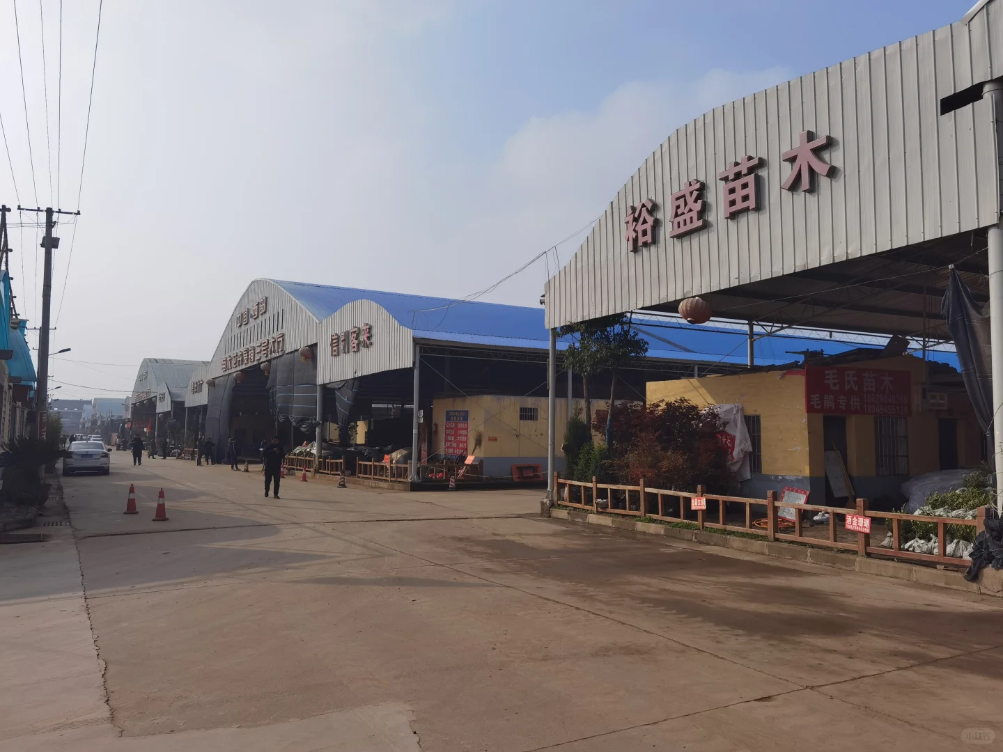 西部最大的苗木采购基地—裕盛苗木市场