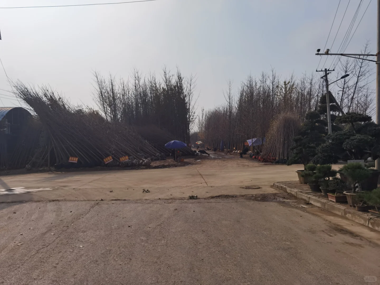 西部最大的苗木采购基地—裕盛苗木市场