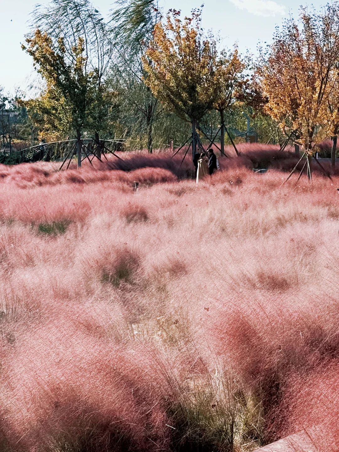大兴永定公园|秋日里的粉色田野错过等一年