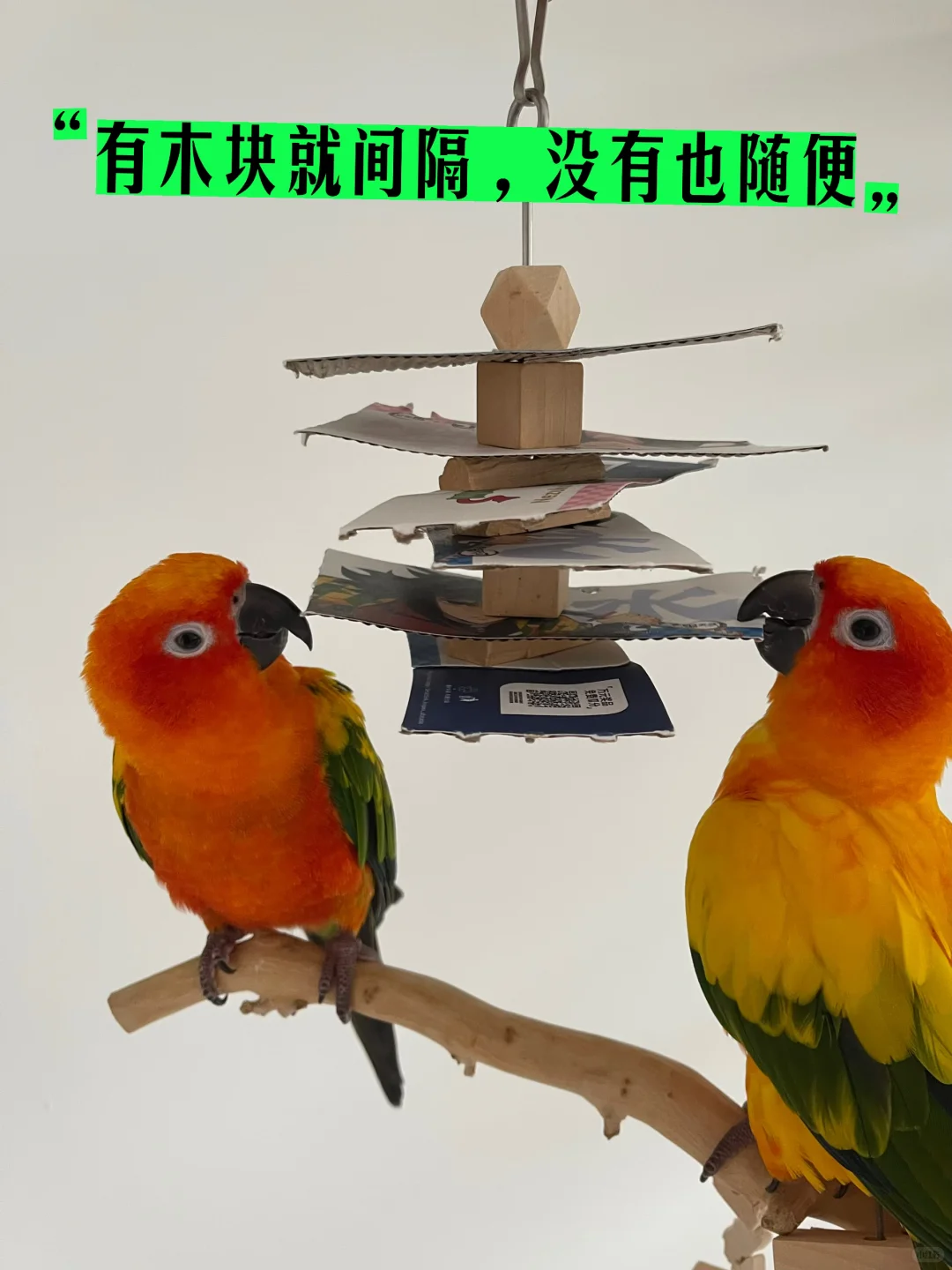 不花钱的DIY鹦鹉玩具，有手就会做