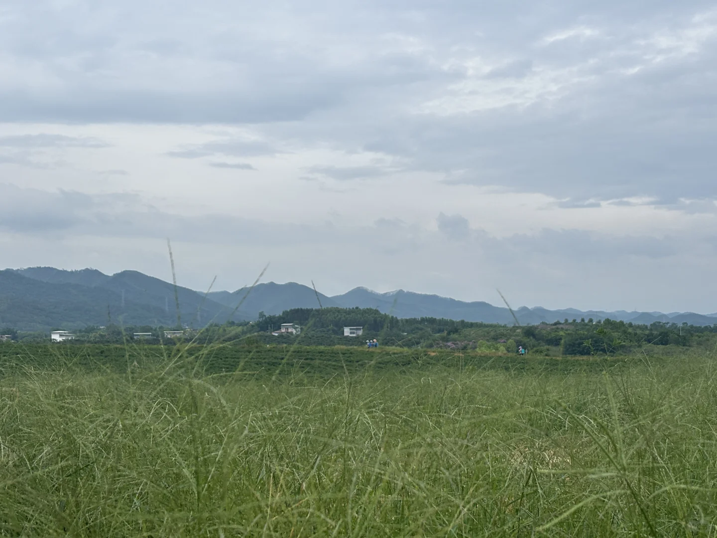 园林养护牛马日常