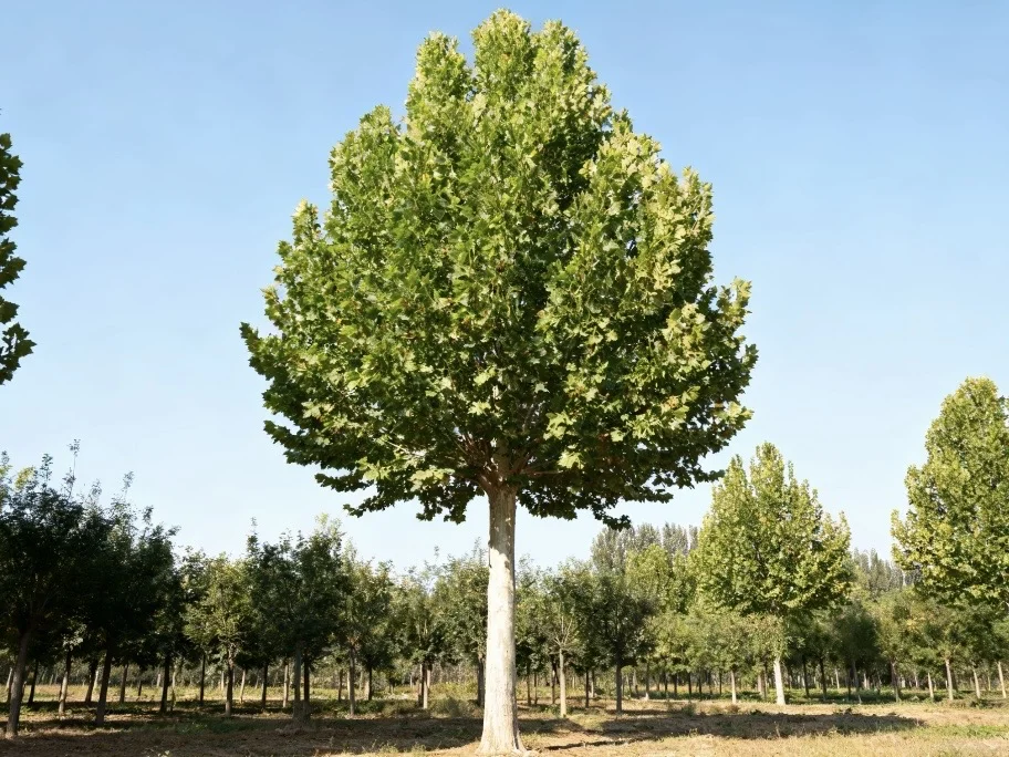 【山东临沂优质法桐代售】景观树3000棵