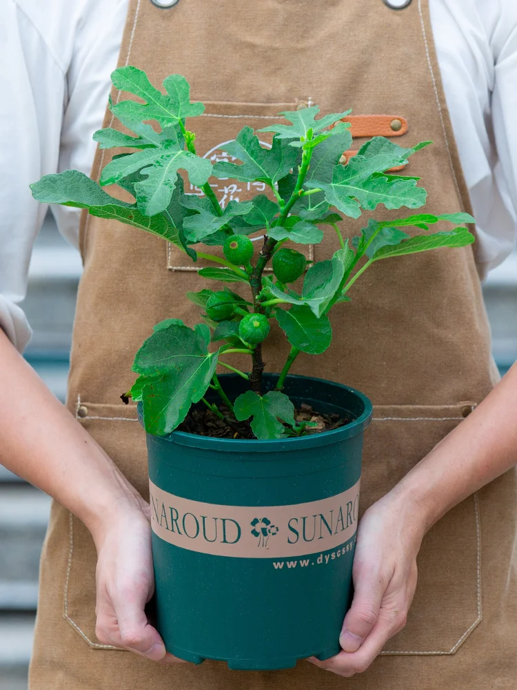 ?波姬红无花果树，阳台果园来袭✨