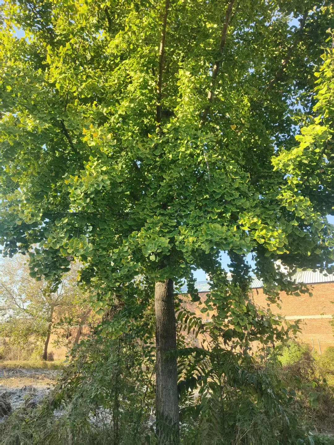  ?唐山丰南苗木捡漏！