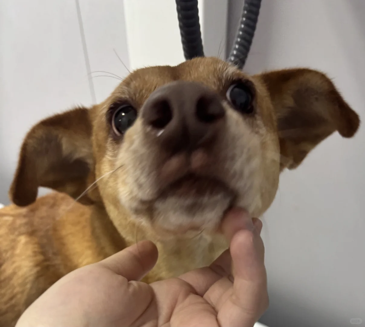 【年度体检打卡！给毛孩子全年健康buff】??