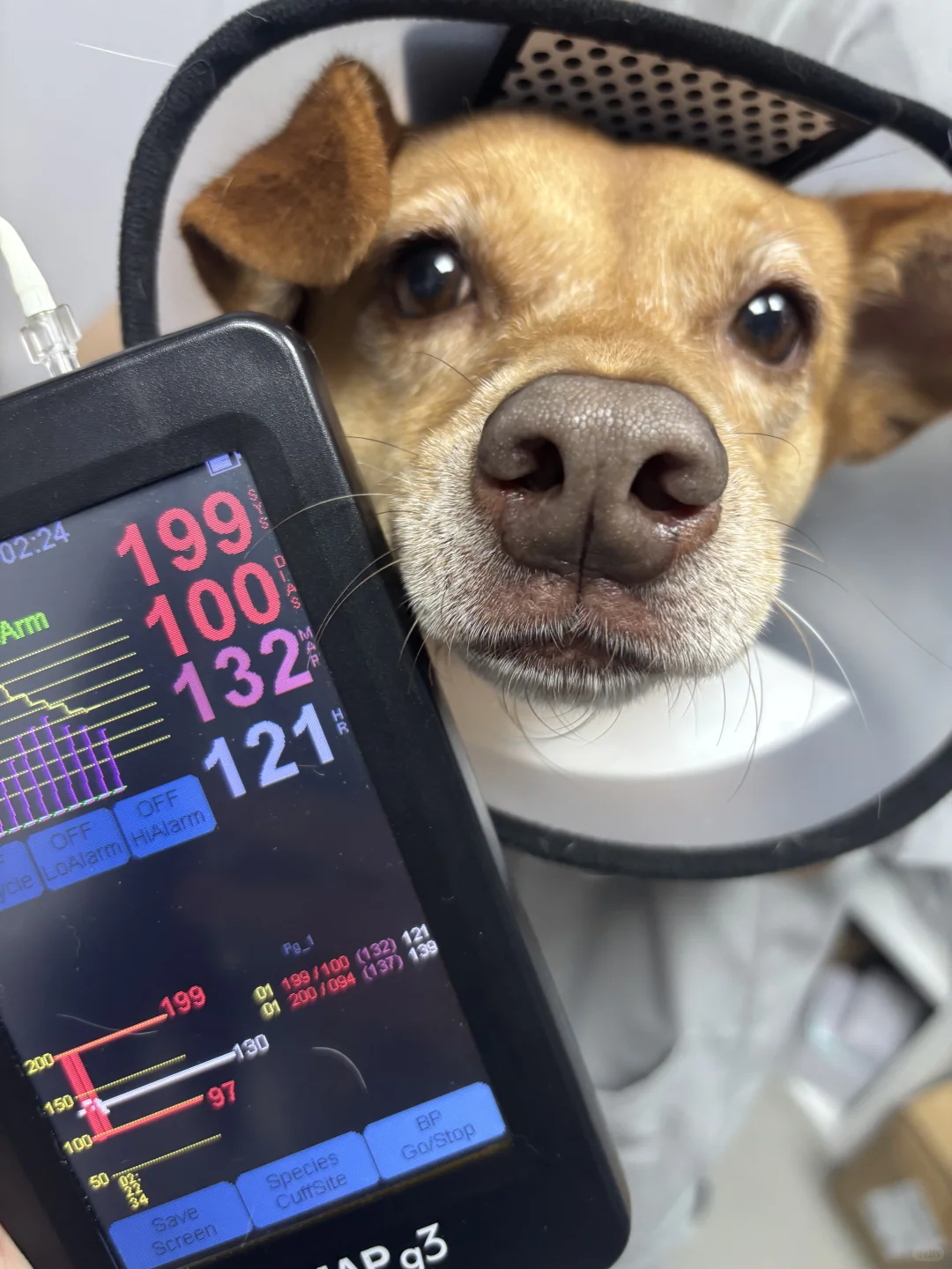 【年度体检打卡！给毛孩子全年健康buff】??