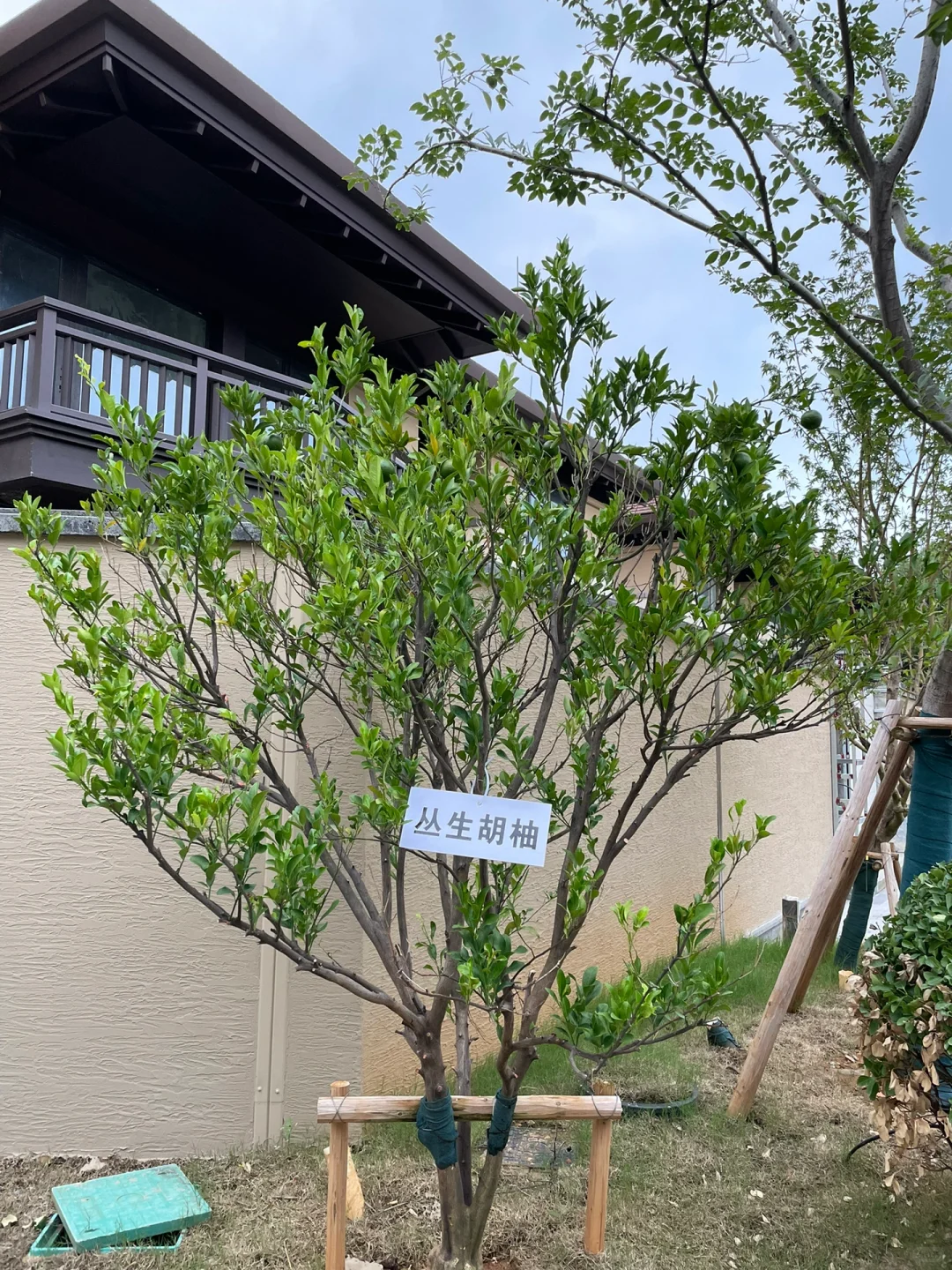 这是三年A班江直树?