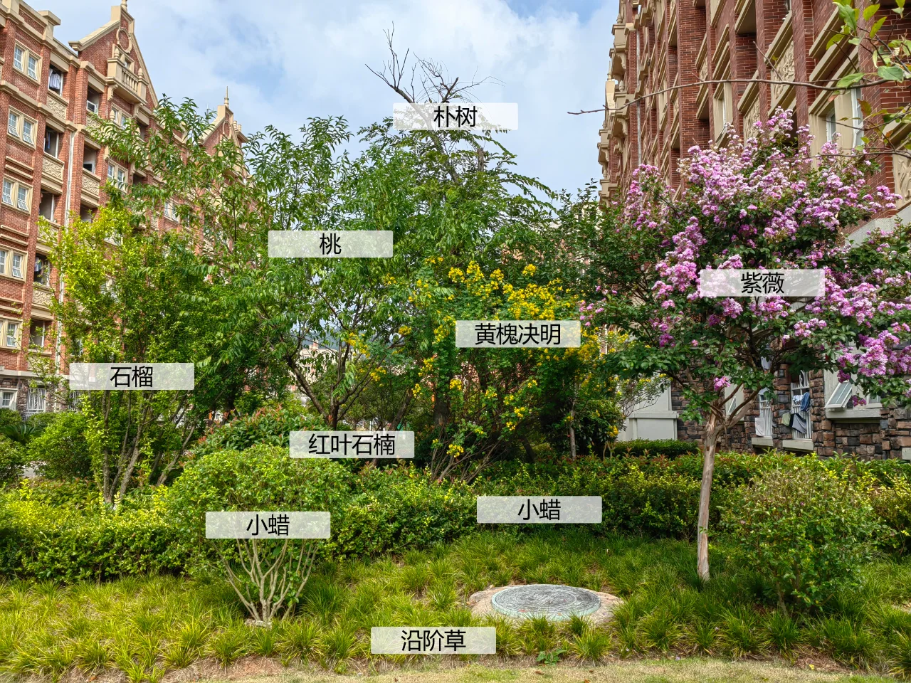 园林植物配置实景