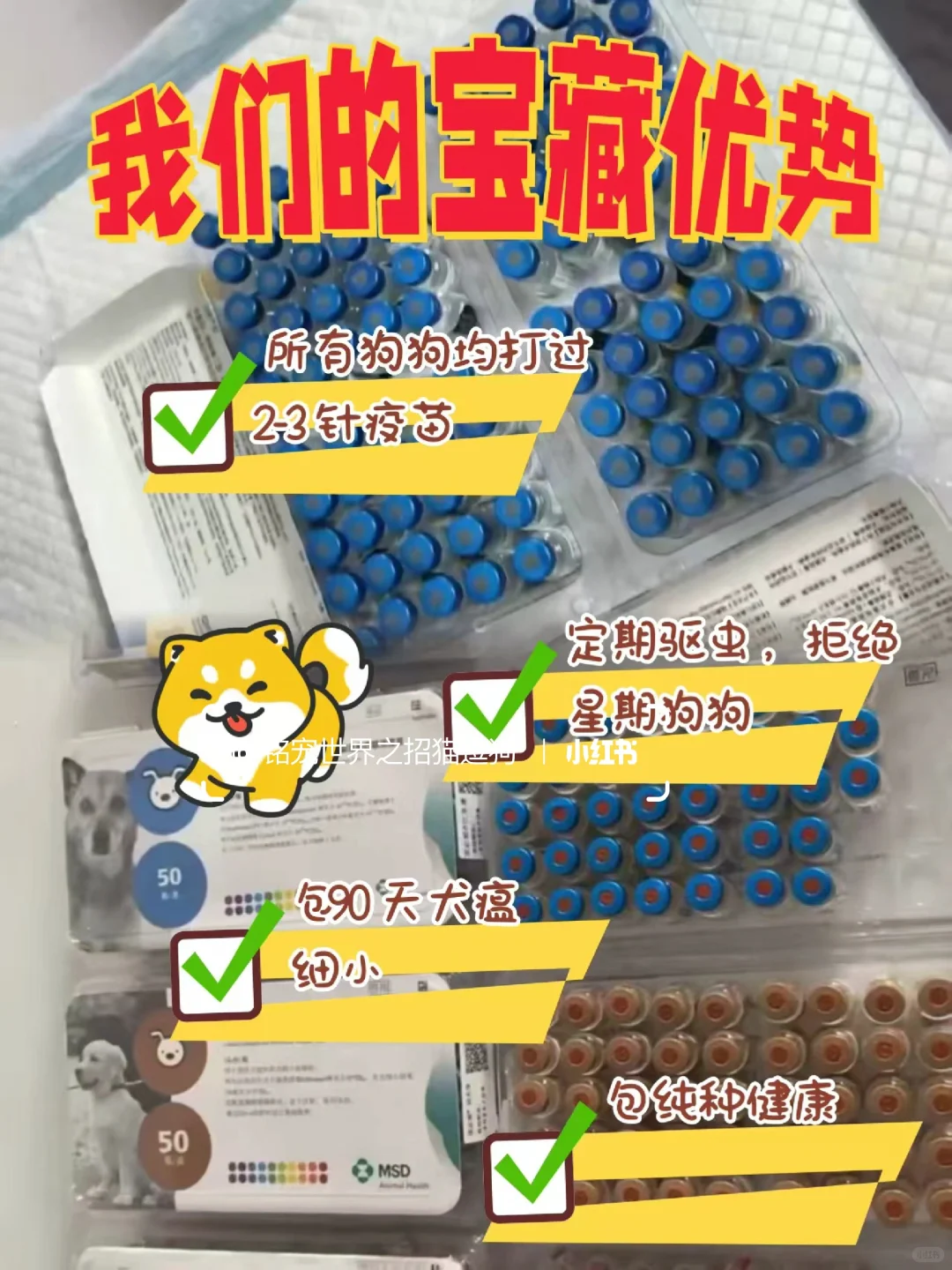 北京养宠人狂喜?挖到一家神仙犬舍!