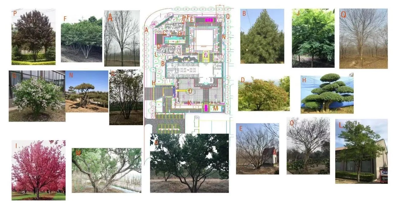 必存|号苗那些事儿