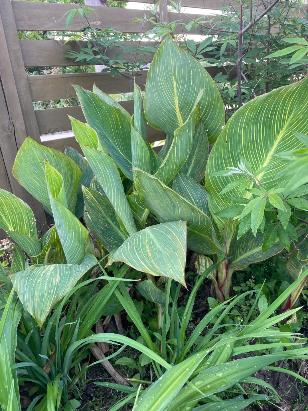 院子里美人焦发出来好多还有草莓苗免费送