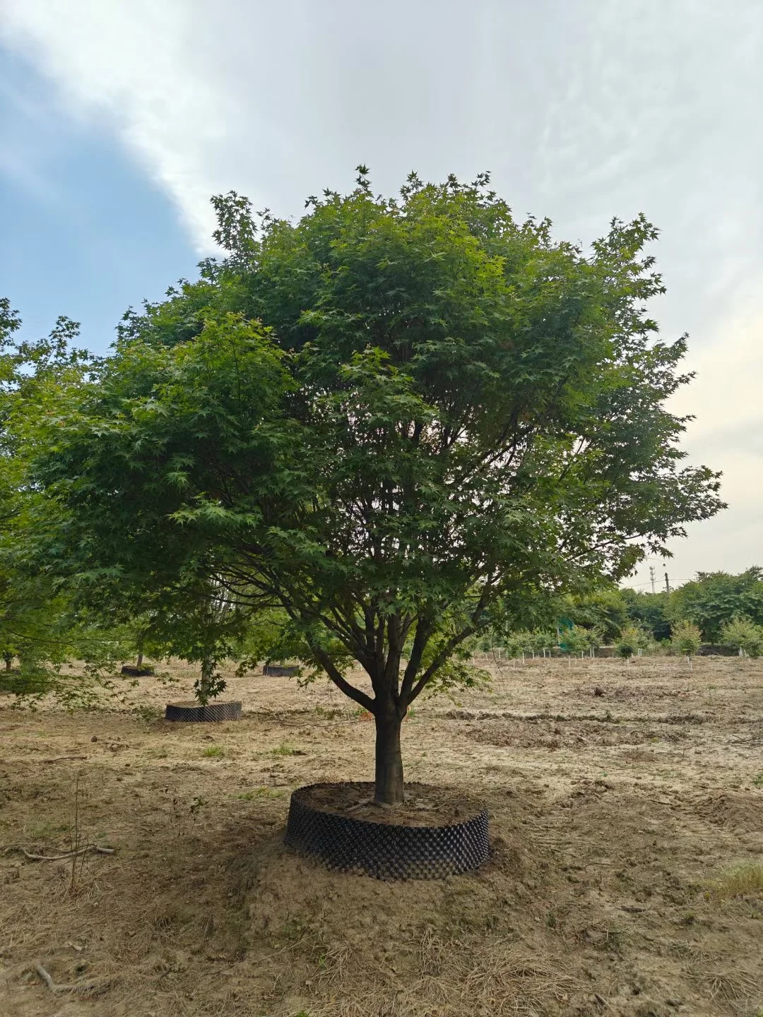 一园一树——鸡爪槭