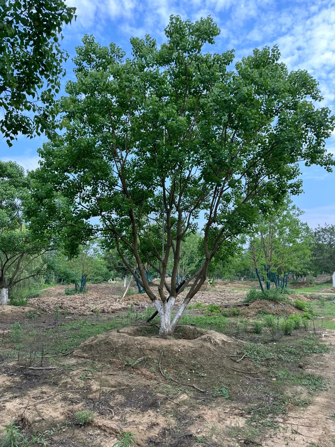 独本原生丛生乌桕秋季?与夏季?