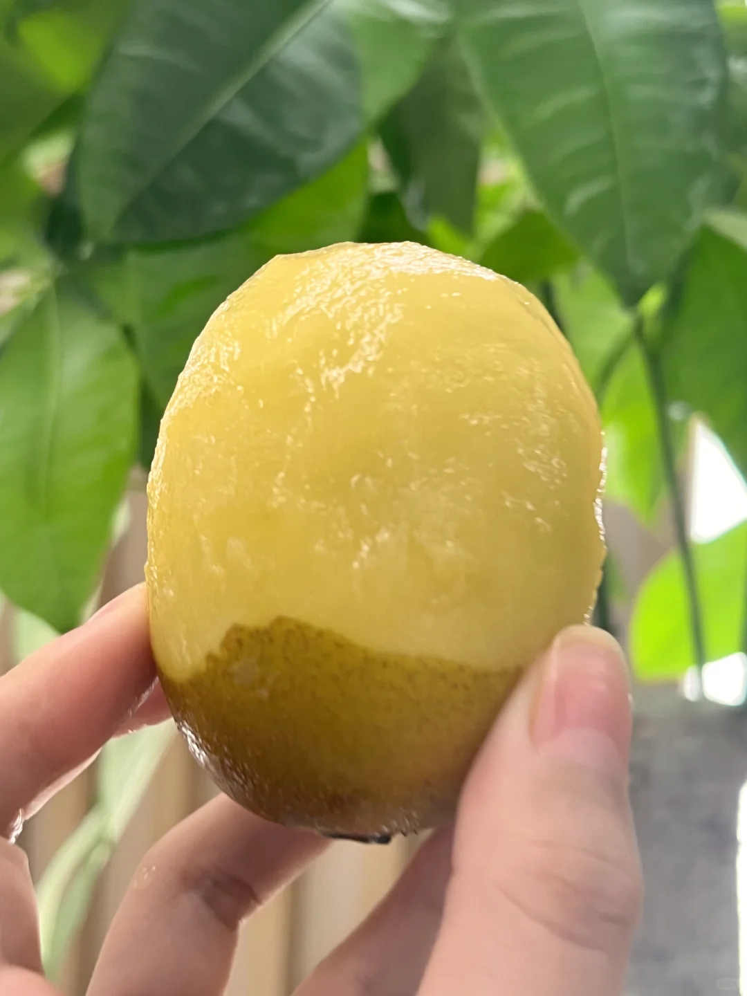 激动的心颤抖的手，好吃的猕猴桃?强势回归