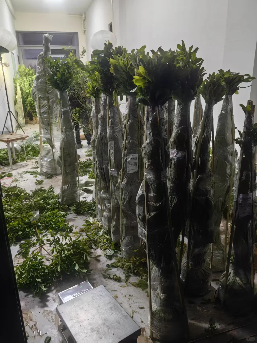 仙居东魁杨梅树苗打竹架顺丰发出