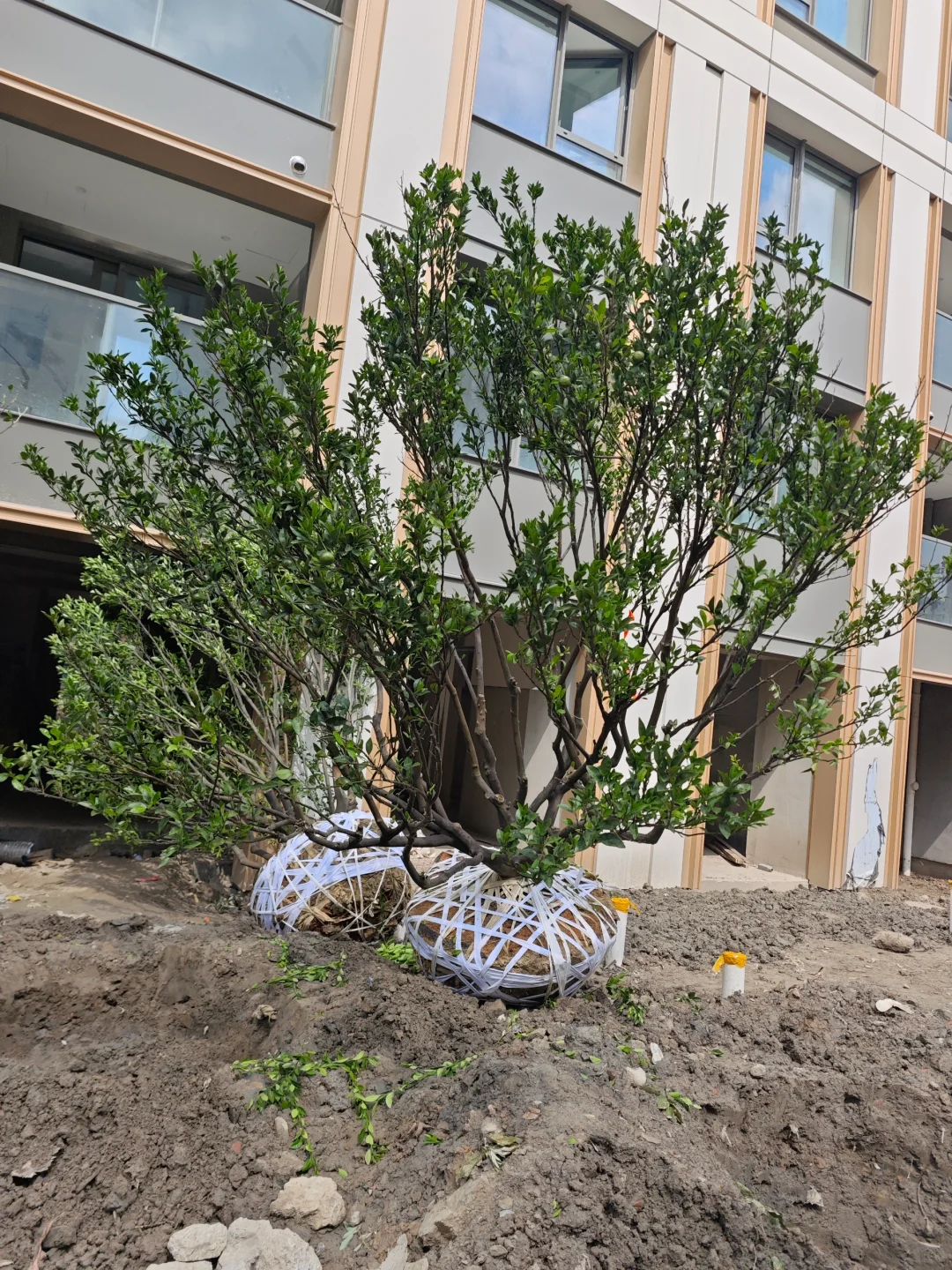 果树，乔灌木进场