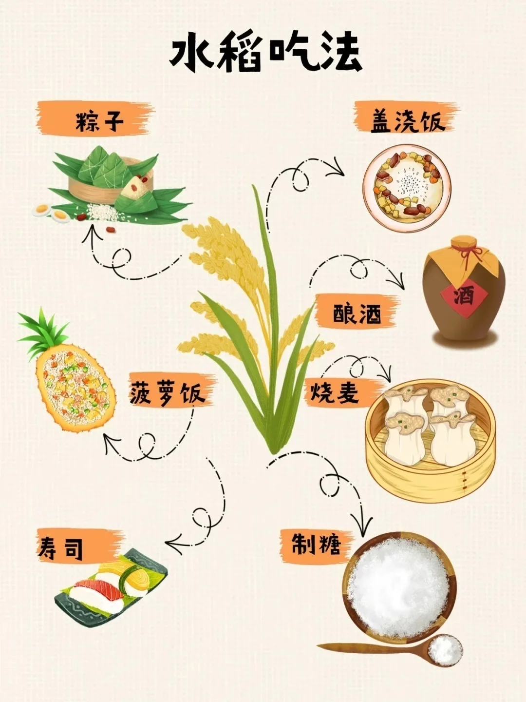 水稻的知识汇总，快来看