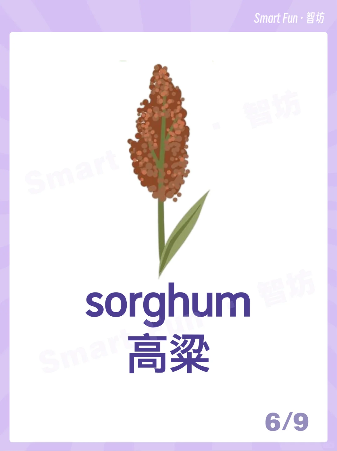 英语词卡｜常见的农作物用英语怎么说