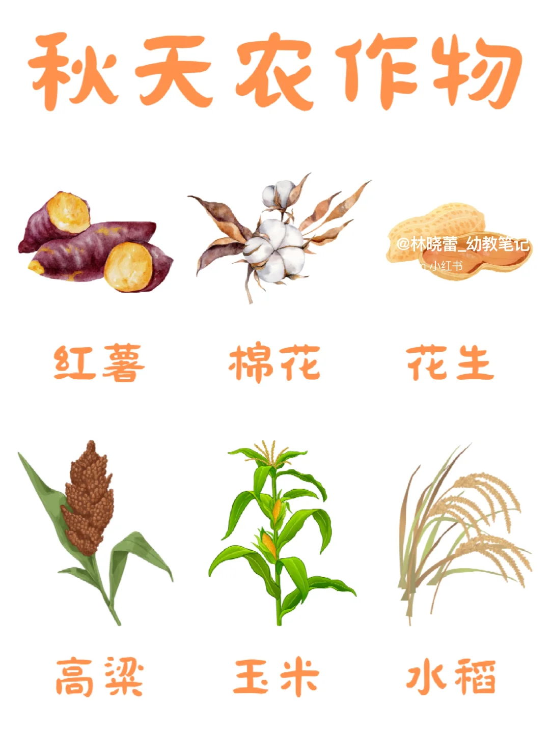 秋天农作物环创素材?打印