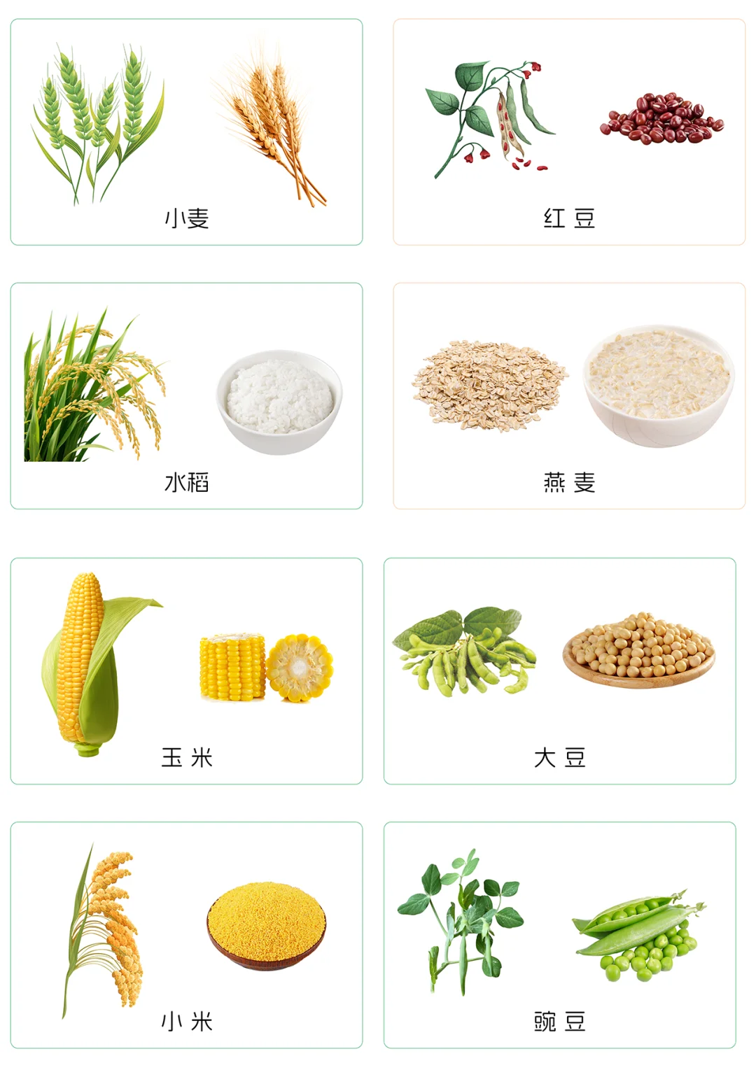 ?宝宝谷物认知卡片｜0-3岁食育启蒙✨