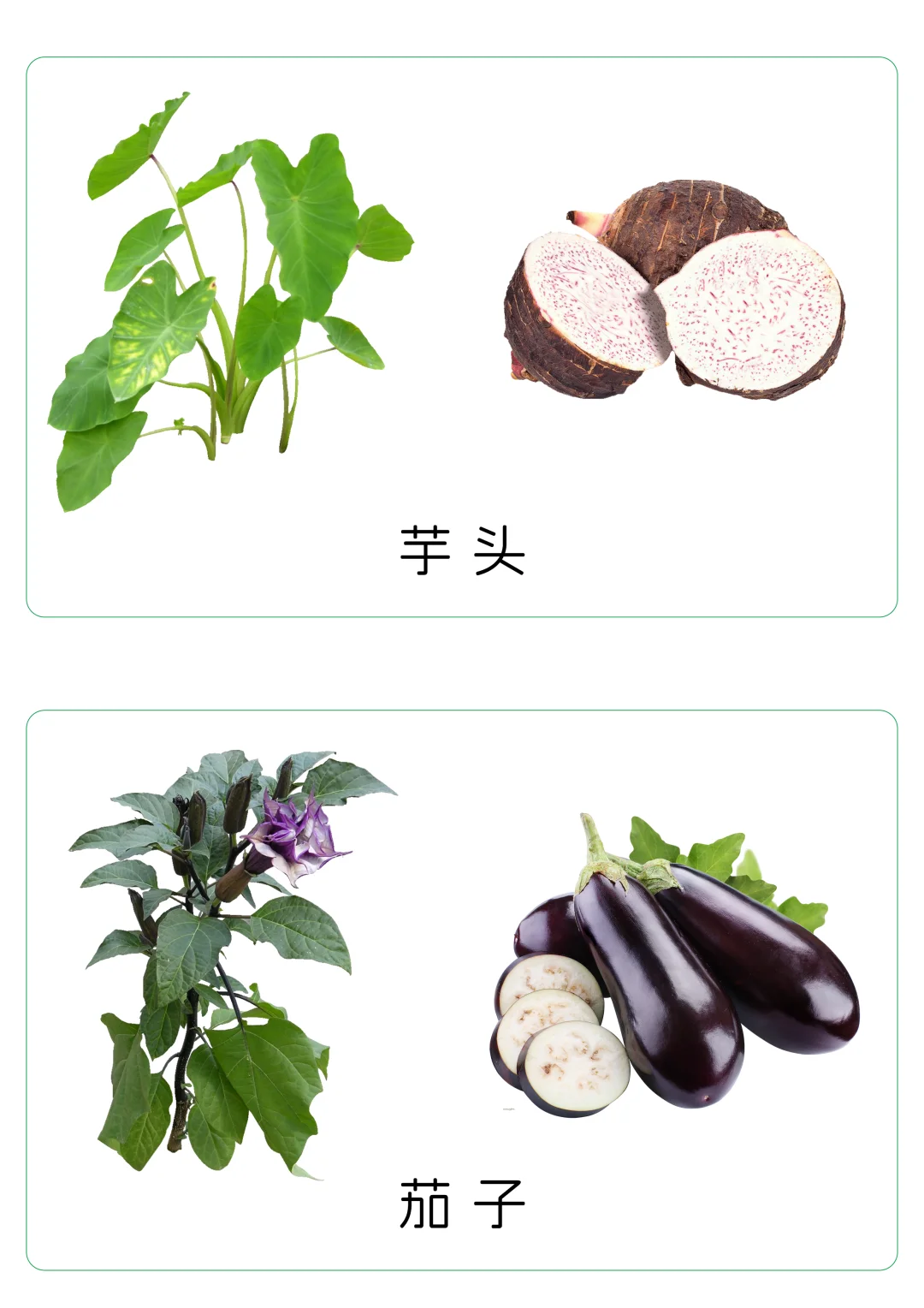 ?宝宝谷物认知卡片｜0-3岁食育启蒙✨